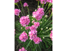 ������� ����������.jpg