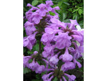 ������� ���������������.jpg