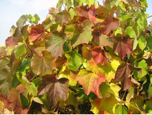 �������� ��������.jpg