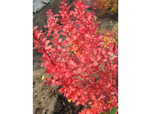 �������� �����. ������.jpg