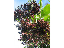 ������ �����.jpg