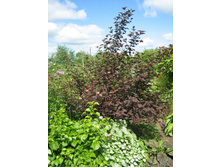 ������������� � ���������.jpg