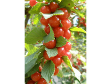 ����� ���������.jpg