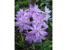 �������� �������.jpg