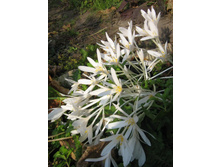 �����. ���.jpg