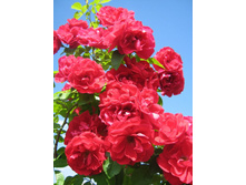 ���� ��.jpg