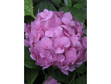 ��������� �������������.jpg