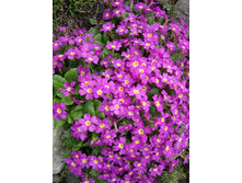 ������� ��������