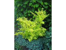 �������� ������