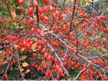 �������� �����..jpg