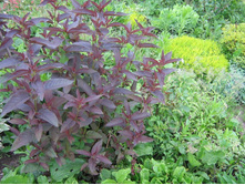 ��������� �������������.jpg