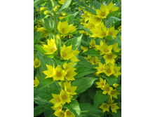 ��������� ��������.jpg