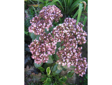 ����� ���..jpg