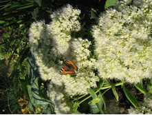 ����� ���. �����.jpg