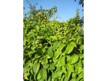 �������� ���������.jpg