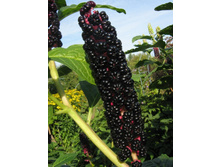 �������� (�������).jpg