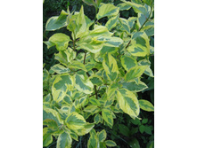 ����� ������������� �����.jpg