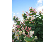 ��������� ����.jpg