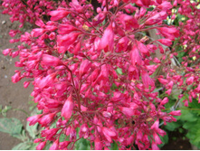 ������� �����.jpg