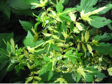 �������� �����.jpg