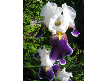 ���� ��������.jpg