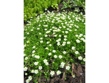 ������ ����������.jpg