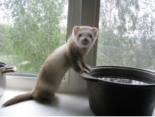 ���� �������