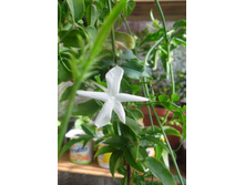 ����������� ������