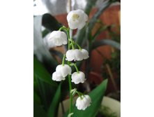 ��� �������