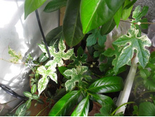 ������������� ������������ ��������