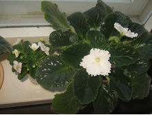 IMG_1197.jpg