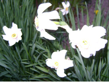 ����� �������