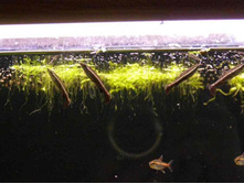 �������������, �����������