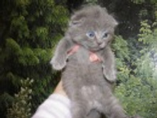 ��� ����� �����