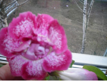 �������� ����