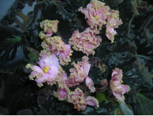 ������ ����