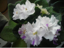 ����� ��������