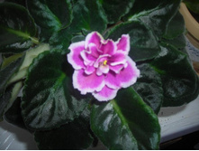 ������� �� ���������