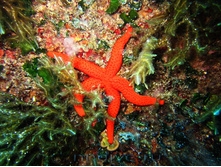 ������� ������