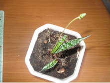 ����������� 188.jpg