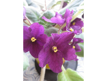 ����� �����