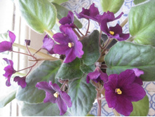 ����� �����