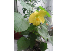 ������ ��������