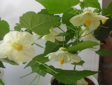 ����� ��������