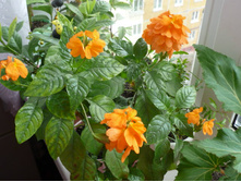 ����������