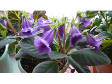 ��������� �����