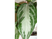 ����� ������� ���