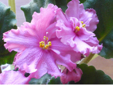 �������� ������ �����