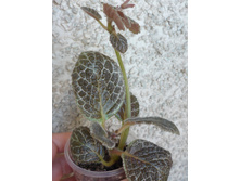 ������� ������ ������ �� �����