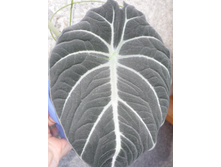 �������� ���� �������